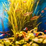 Cómo Elegir el Mejor Insecto para tu Primer Terrario
