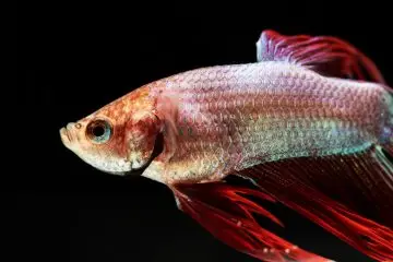 peces de agua dulce