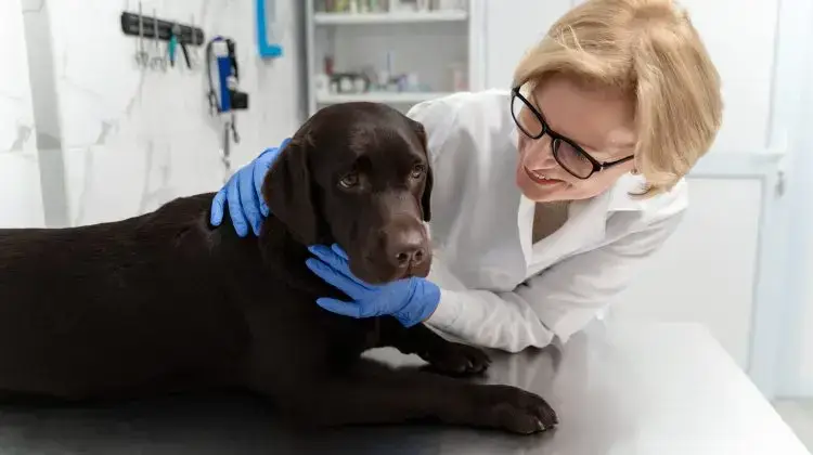 Esterilización castracion