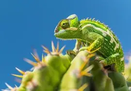 gecko