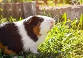 cobaya