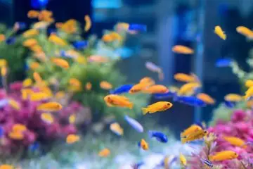 acuario