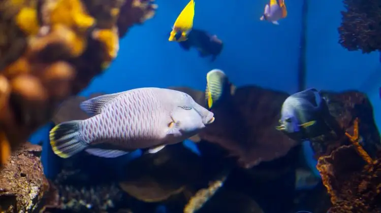 acuario