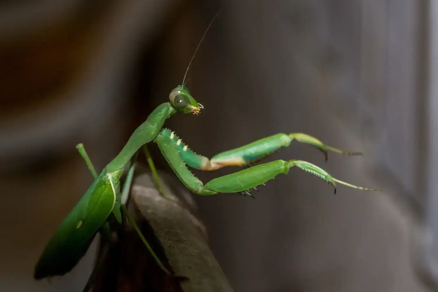 mantis religiosa