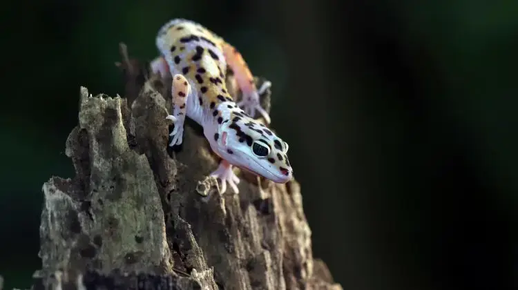 salamandra