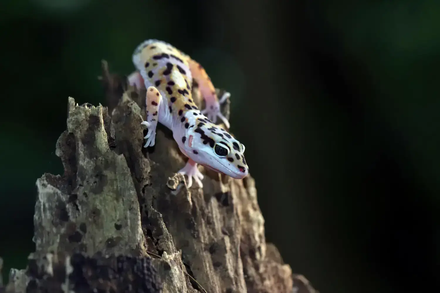 salamandra