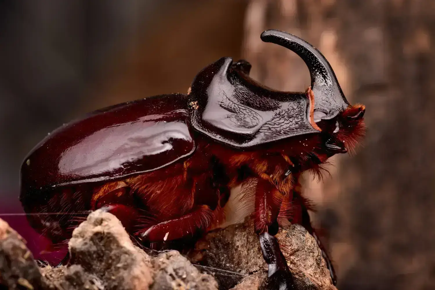 cucaracha