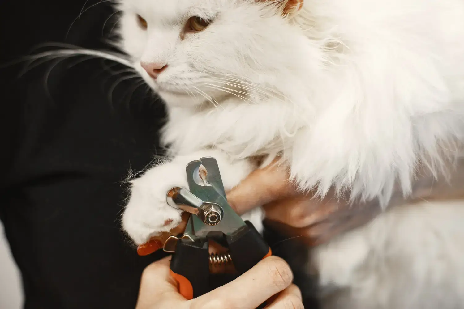 uñas de gato