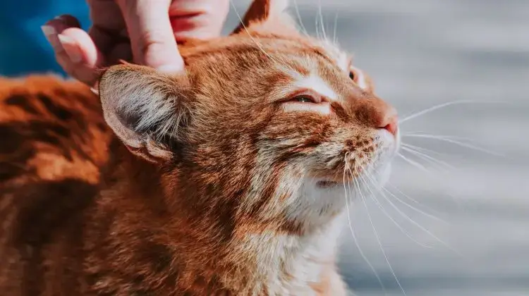 gato ronronea