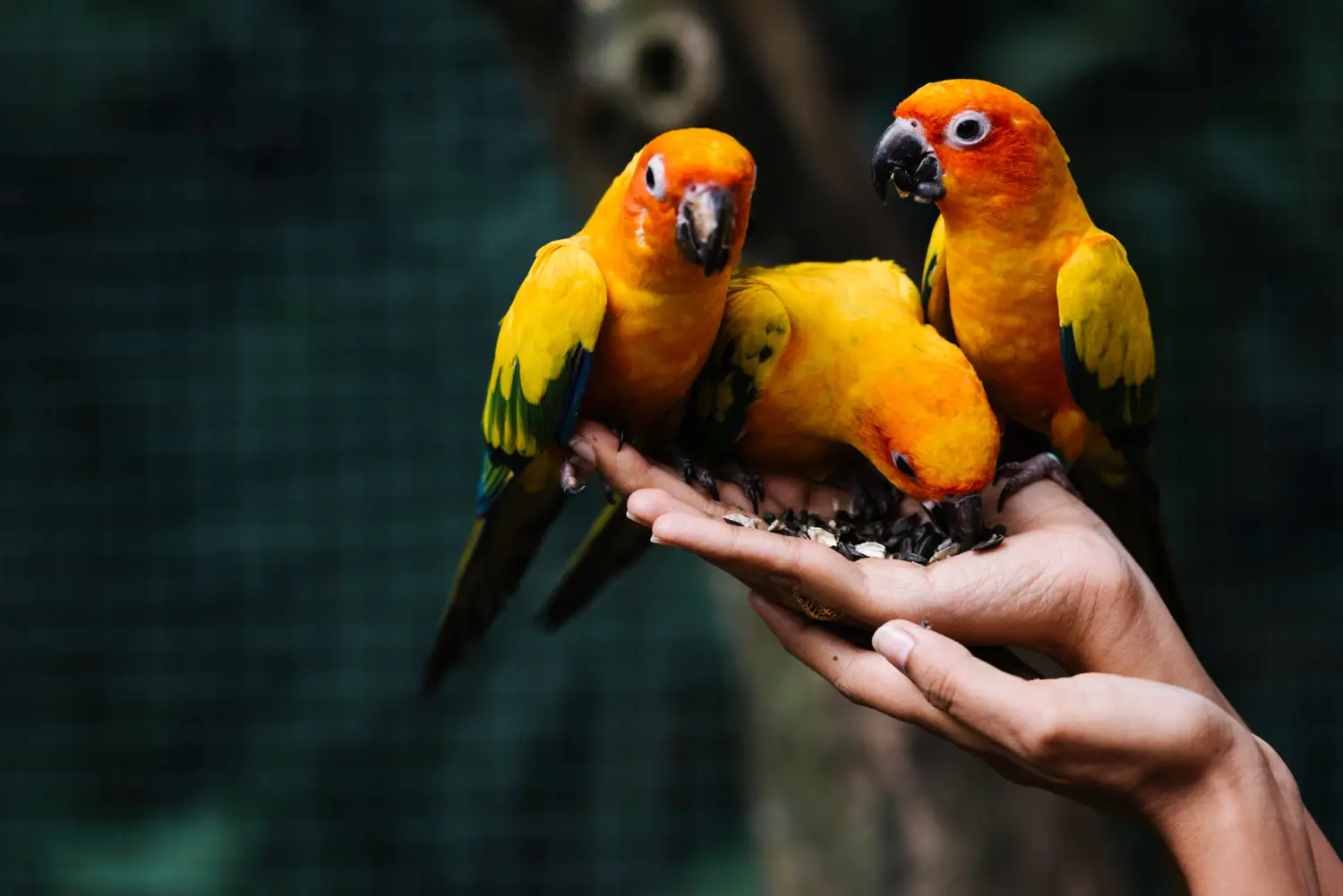 agapornis
