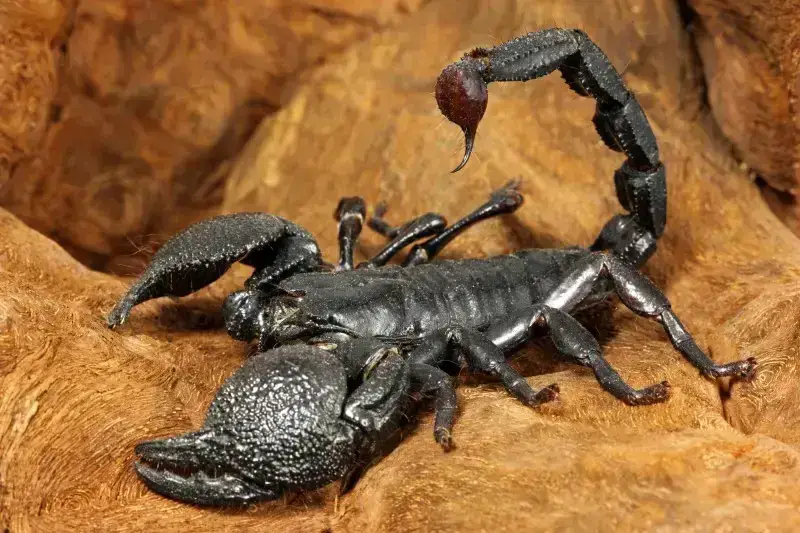 escorpion