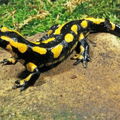 Rana vs. salamandra | ¿Cuál es la mejor opción como mascota?