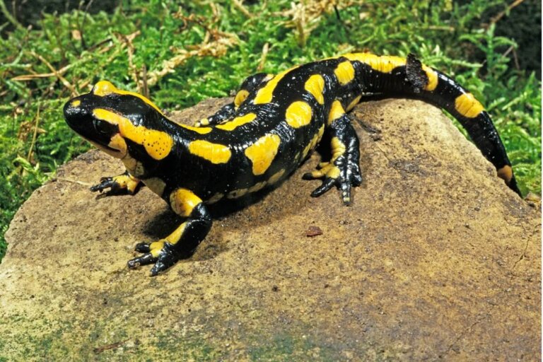 Rana vs. salamandra | ¿Cuál es la mejor opción como mascota?