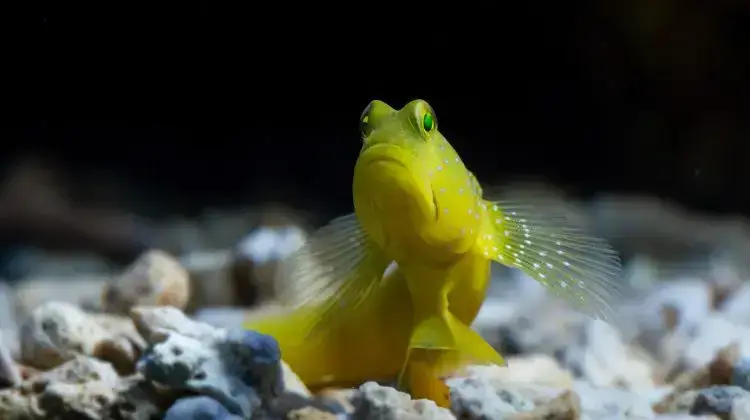 Cómo Saber si tu Pez Está Enfermo: Síntomas y Soluciones