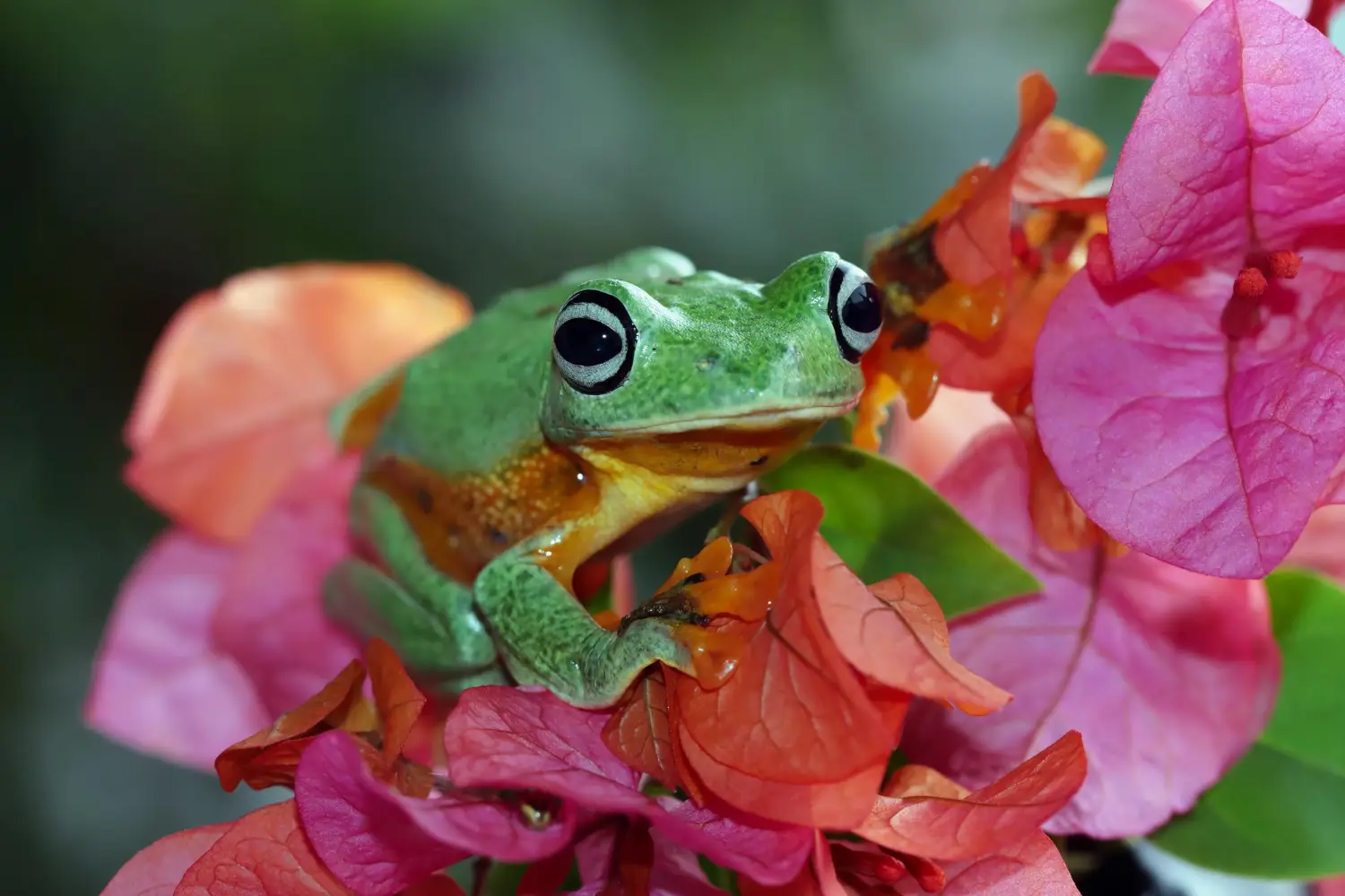Las Ranas como Bioindicadores: ¿Qué Nos Dicen Sobre el Medio Ambiente?