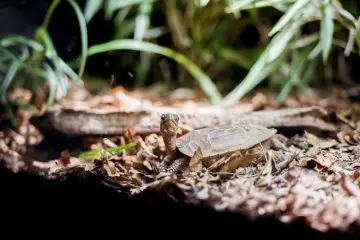 cuidar de una tortuga implica conocer su ciclo de vida