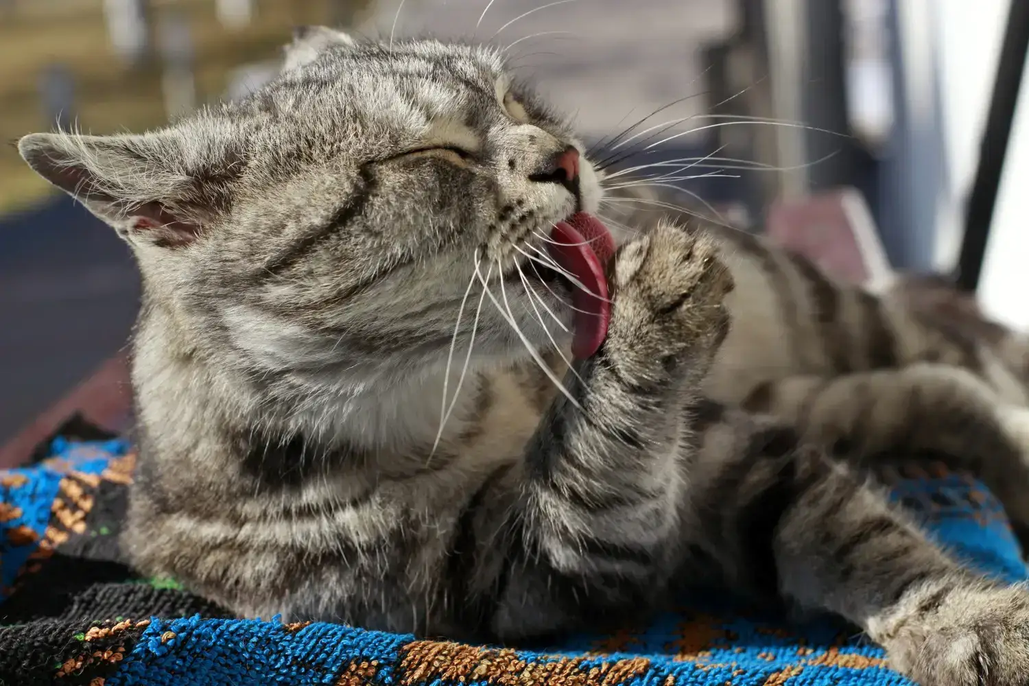 La Importancia del Control de Parásitos en Gatos: Prevención y Tratamiento