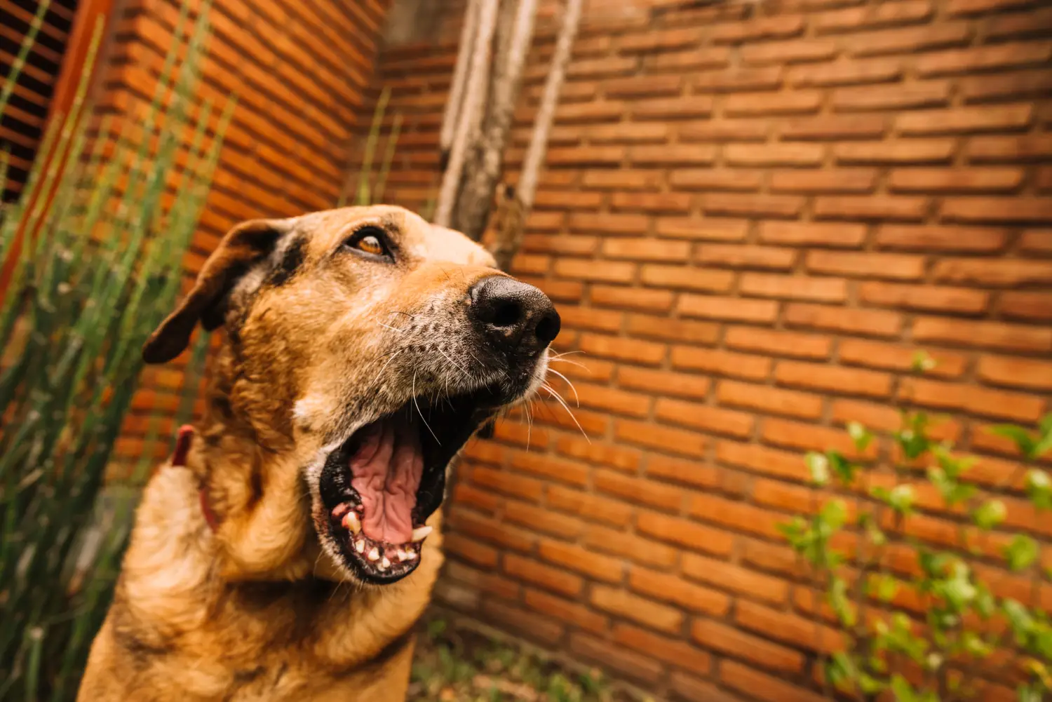 ¿Por Qué Mi Perro Ladra Tanto? Causas y Soluciones