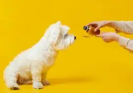 Suplementos Nutricionales para Perros