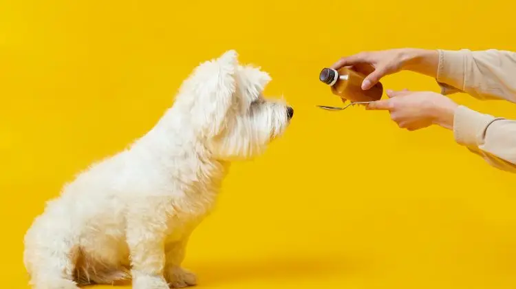 Suplementos Nutricionales para Perros
