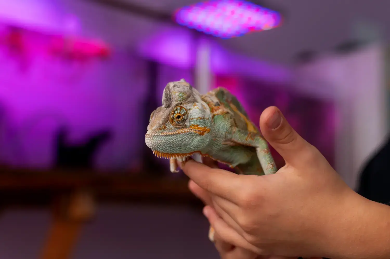 luz uvb reptiles terrario