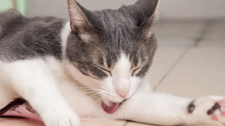 gatos