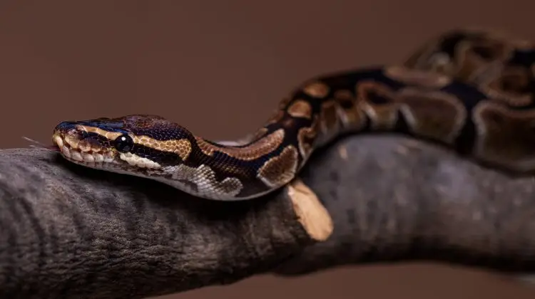 Cuidado del Pitón como Mascota: Guía para Novatos