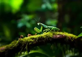 Cómo Construir un Ecosistema Perfecto para Insectos como Mascotas