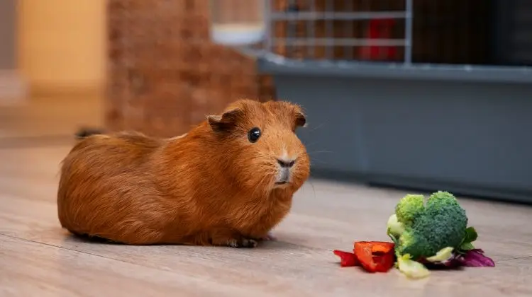 Cómo Preparar un Espacio Seguro para tu Cobaya en Casa