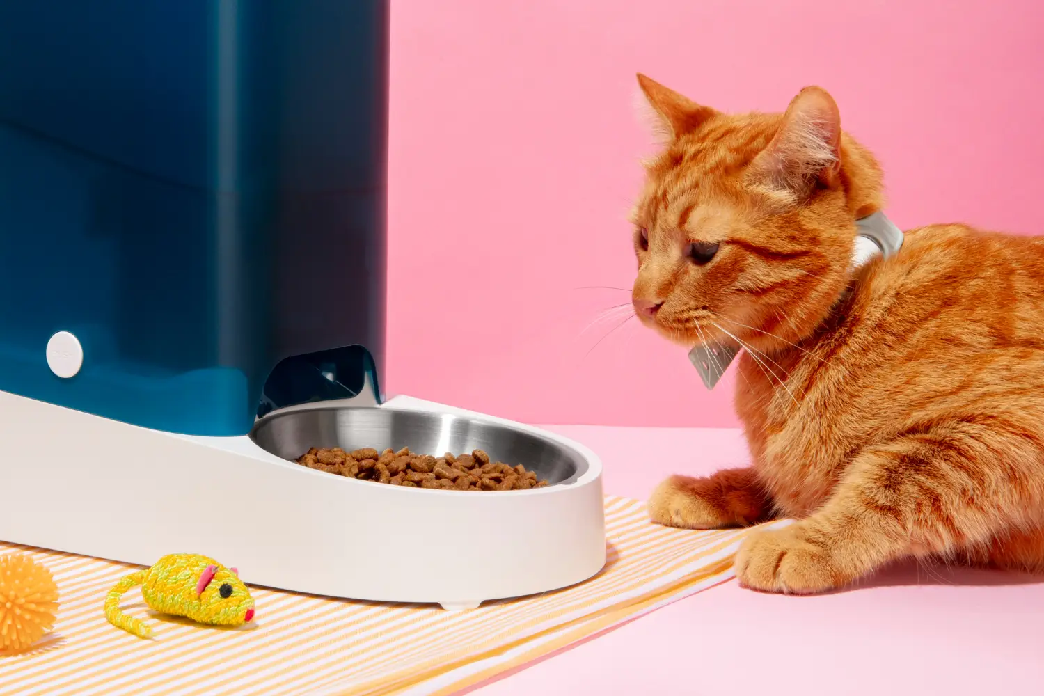 Gatos y Su Alimentación: ¿Cómo Elegir la Comida Adecuada?