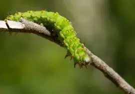 Cómo Criar Gusanos de Seda