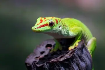 gecko
