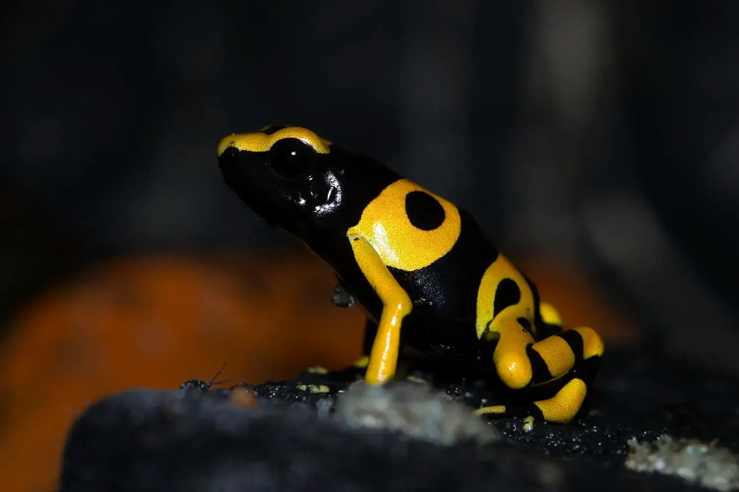Cómo identificar a las ranas en peligro de extinción