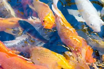 alimentos prohibidos para los peces