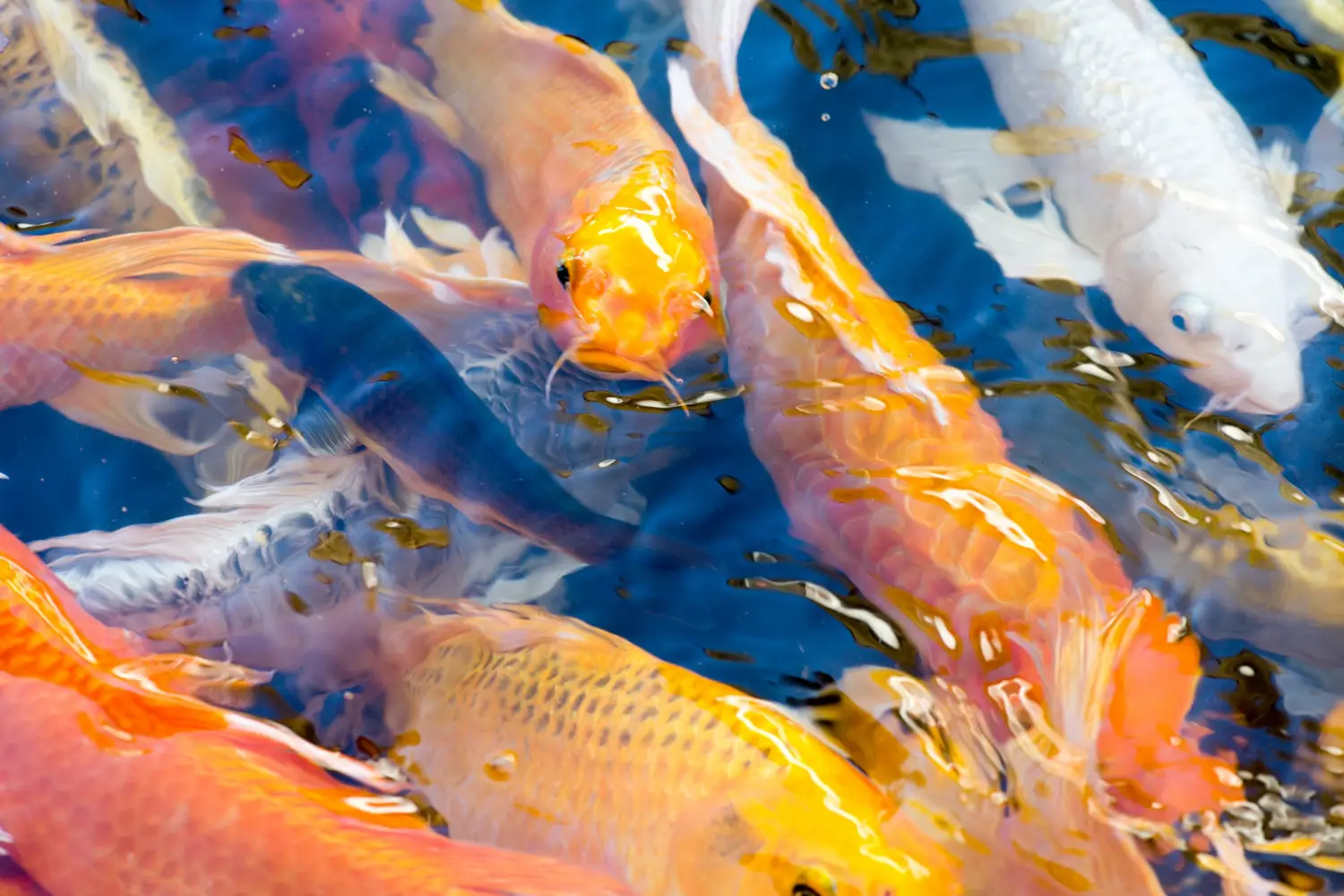 Alimentos prohibidos para peces