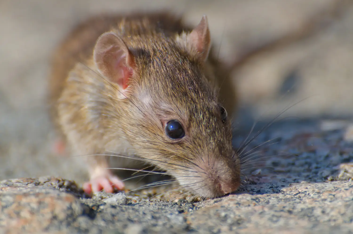 rata doméstica