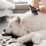 ¿Es seguro tener un reptil como mascota en casa?