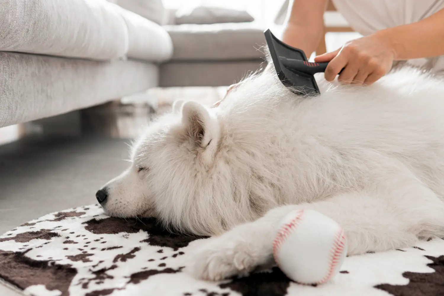 pelo perro