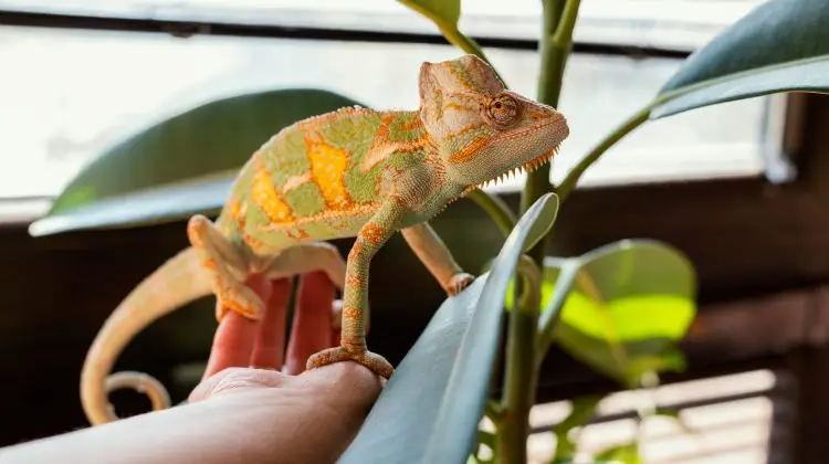 Cada vez son más las personas que optan por tener un reptil como mascota en lugar de un perro o un gato. Iguanas, serpientes, tortugas y geckos