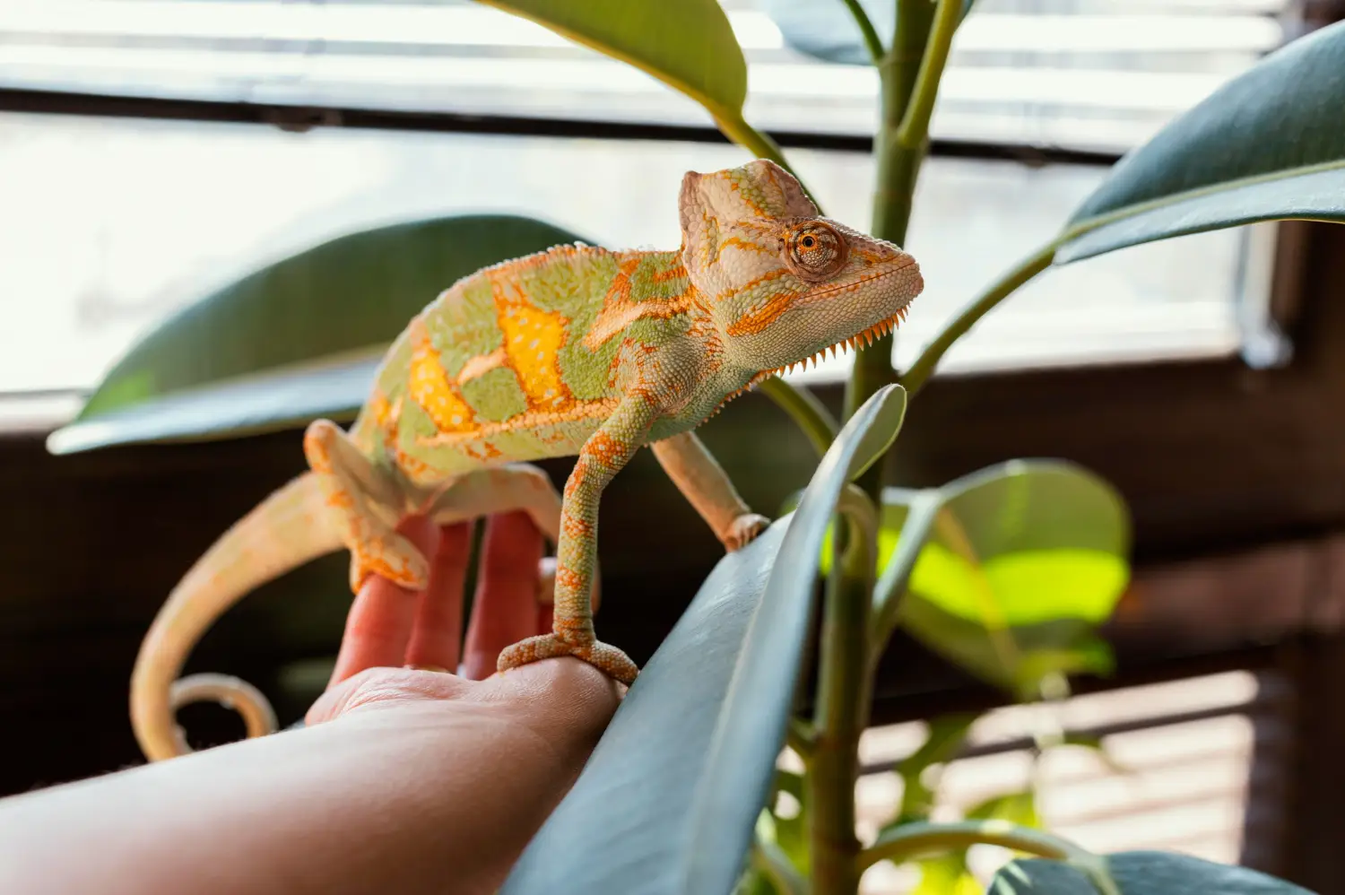 Cada vez son más las personas que optan por tener un reptil como mascota en lugar de un perro o un gato. Iguanas, serpientes, tortugas y geckos