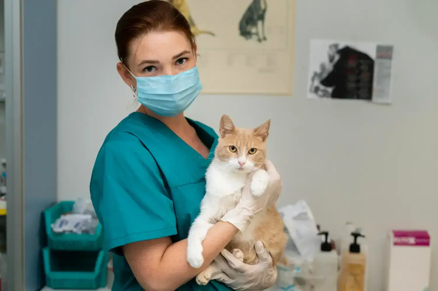 veterinario gatos