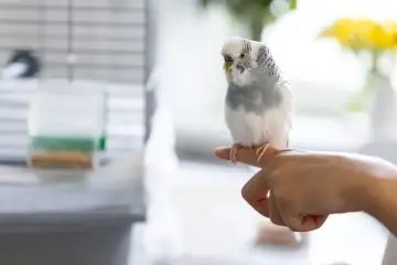 Las aves son criaturas fascinantes que habitan en casi todos los rincones del planeta. Su diversidad y adaptaciones únicas las convierten en uno de los grupos animales más interesantes