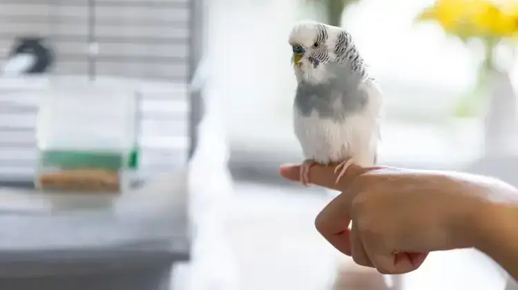 Las aves son criaturas fascinantes que habitan en casi todos los rincones del planeta. Su diversidad y adaptaciones únicas las convierten en uno de los grupos animales más interesantes