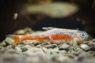 pez muerto