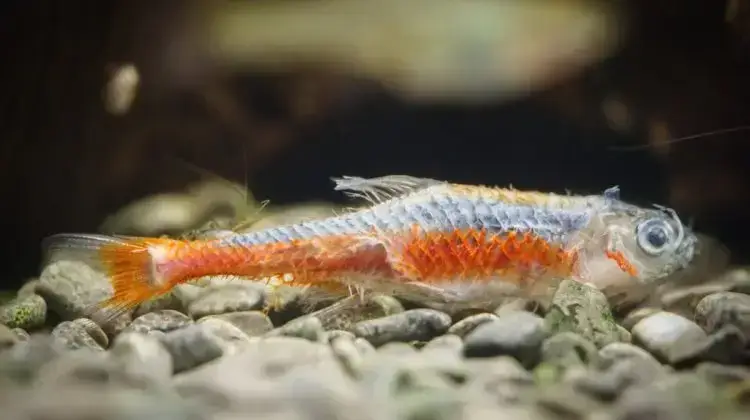 pez muerto