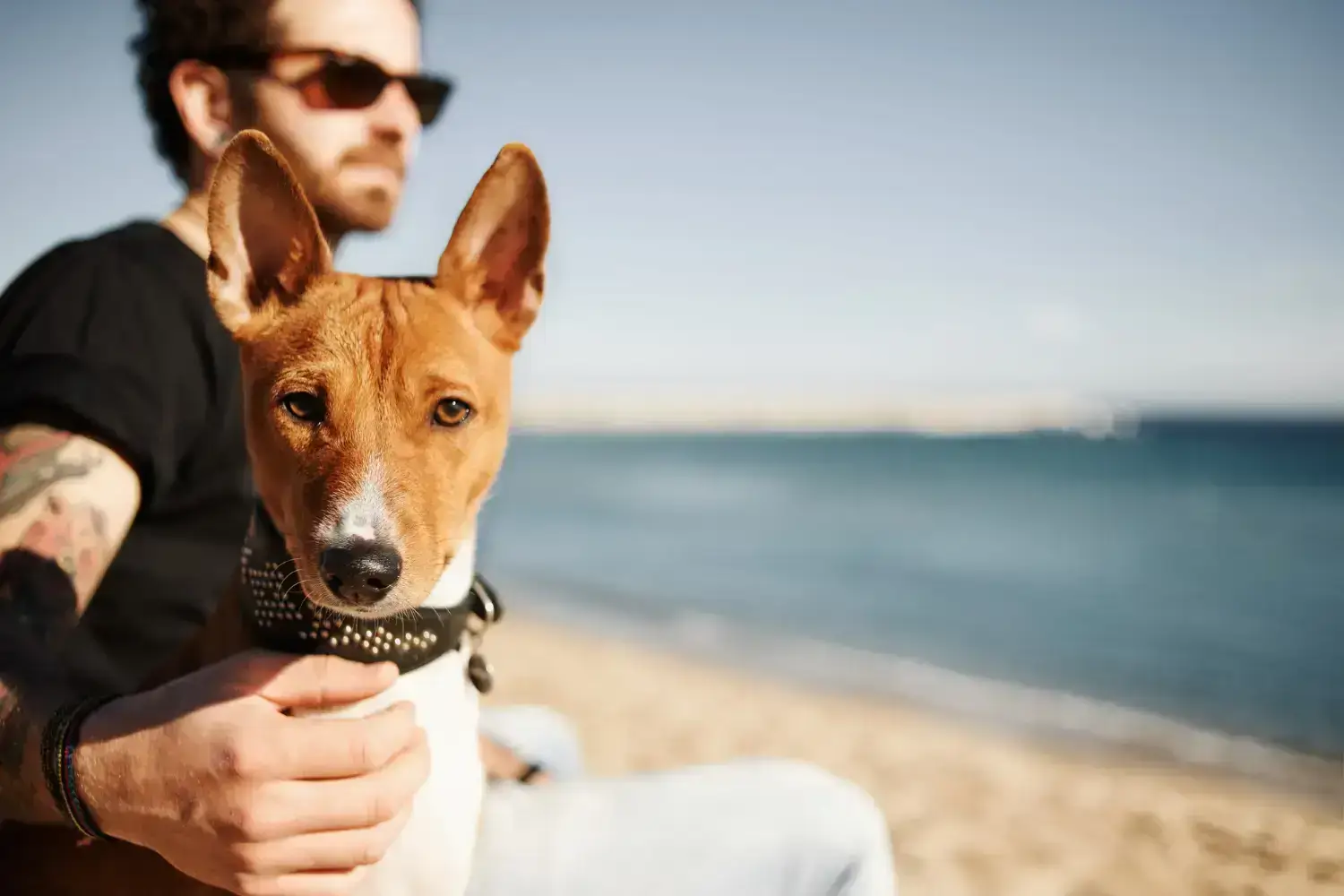 perros en la playa